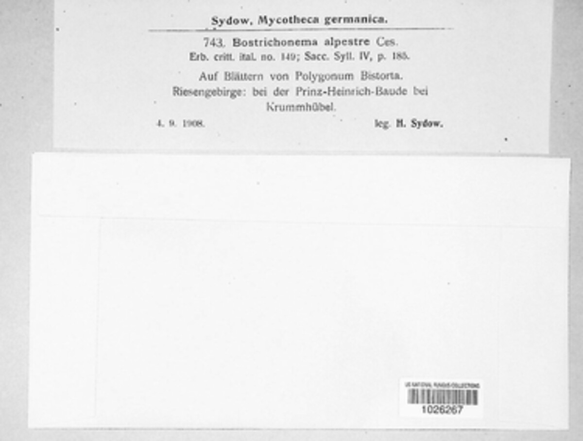 Diplocarpon alpestre image